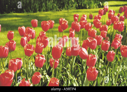 ASM77062 Blumenstrauß leuchtend rote Farbe Tulip Amsterdam Holland Niederlande Europa Stockfoto