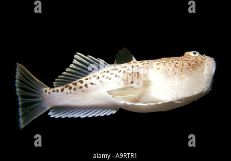 Ein Whitemargined Stargazer (Uranoscopus Sulphureus) vor einem schwarzen Hintergrund. Stockfoto