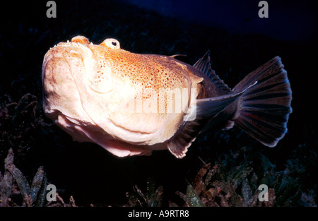 Ein Whitemargined Stargazer (Uranoscopus Sulphureus) vor einem schwarzen Hintergrund. Stockfoto