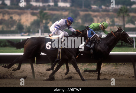 Zwei Rennpferde mit Jockeys auf dem richtigen Weg. Stockfoto