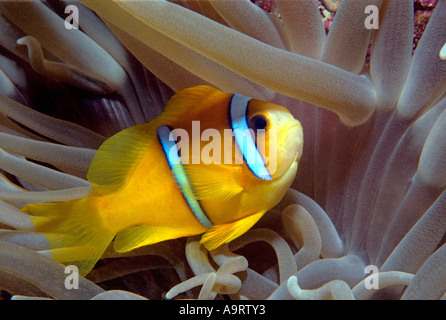 Das Rote Meer Clownfische (Amphiprion Bicinctus) oder Anemonenfische aka Twoband Anemonefish inmitten einer Anemone. Stockfoto