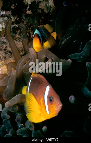 Ein paar rote Meer Clownfische (Amphiprion Bicinctus) oder Anemonenfische, aka Twoband Anemonefish. Stockfoto