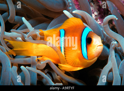 Das Rote Meer Clownfische (Amphiprion Bicinctus) oder Anemonenfische aka Twoband Anemonefish inmitten einer Anemone. Stockfoto