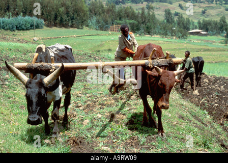 Bauern pflügen ihr Land mit traditionellen Ochsenpflügen, Marashas. Wollo Provinz, Äthiopien Stockfoto