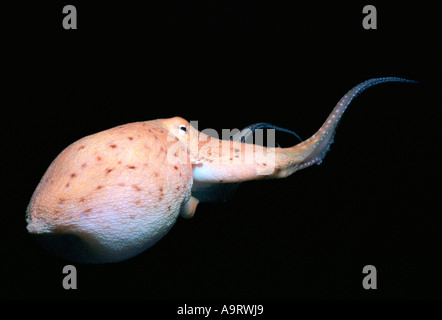 Eine Krake (Octopus Cyanea) Schwimmen unter Wasser vor einem schwarzen Hintergrund. Stockfoto