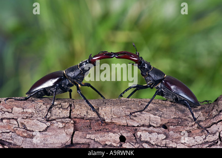 Männlichen europäischen Hirschkäfer Lucanus Cervus gegen log Stockfoto