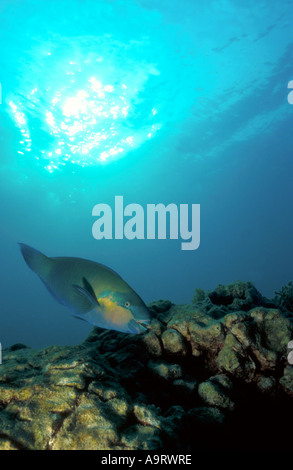 Ein Papageienfisch (Scarus Sordidus) ernähren sich von Korallen, Contre-Jour mit Flash-Füllung. Stockfoto