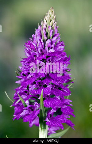 Heide gesichtet Orchidee (Dactylorhiza Maculata) Blütenstand im Garten Potton Bedfordshire Stockfoto