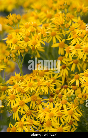 Oxford-Kreuzkraut (Senecio Squalidus) Stockfoto