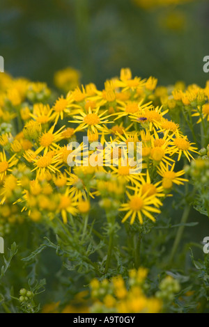 Oxford-Kreuzkraut (Senecio Squalidus) Stockfoto