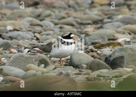 Flussregenpfeifer Plover Charadrius Hiaticula auf Solway im April Stockfoto