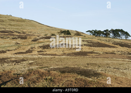 Verliebte sich in den North Pennines von Cumbria Talkin Stockfoto