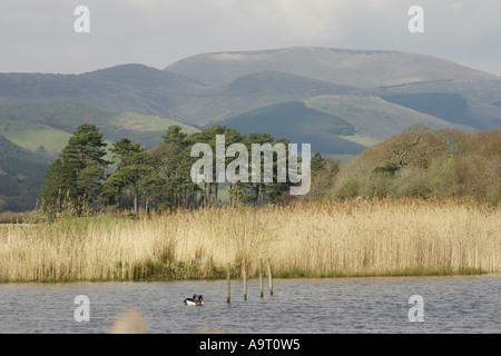 Ynys Hir RSPB Reserve in Wales, mit Blick auf den Fluss Dovey und den Hügeln des Bereichs Tarrens Stockfoto