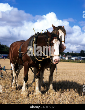 Shire Horse Pflügen auf Show Southwell Nottinghamshire. Stockfoto