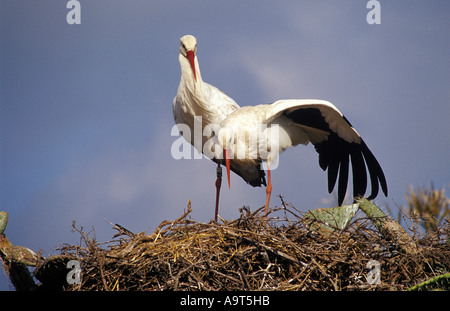 Weißstorch-Ciconia Ciconia paar ruhen und stretching am Nest ist auf einem Feigenkaktus Bush Spanien Stockfoto