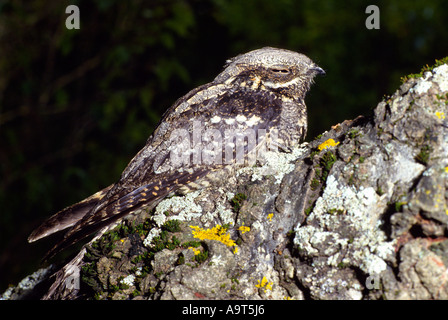 Europäische Ziegenmelker (Caprimulgus Europaeus) ruht auf Kork-Eiche Baum getarnt. Stockfoto