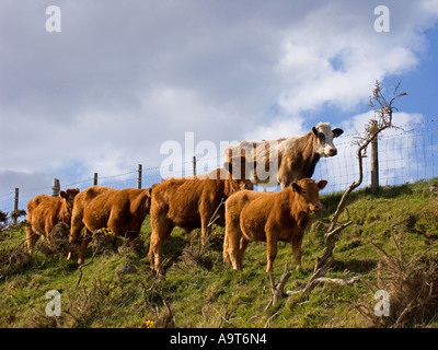 Rinder grasen auf küstennahen Weiden. UK Stockfoto