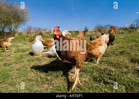 Freilaufende Warren-Hühner auf einer Farm in South Devon. VEREINIGTES KÖNIGREICH Stockfoto