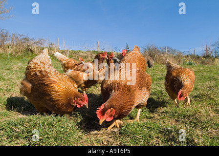 Freilaufende Warren-Hühner auf einer Farm in South Devon. VEREINIGTES KÖNIGREICH Stockfoto