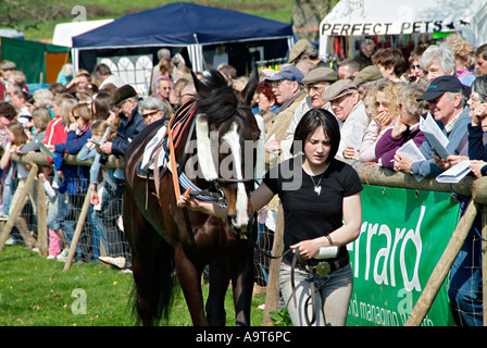 Paradepferde im Fahrerlager vor einem Punkt-zu-Punkt-Rennen bei einem Treffen in der Landschaft von South Devon. GROSSBRITANNIEN Stockfoto