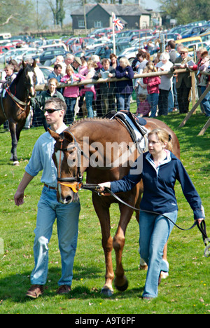 Paradepferde im Fahrerlager vor einem Punkt-zu-Punkt-Rennen bei einem Treffen in der Landschaft von South Devon. GROSSBRITANNIEN Stockfoto