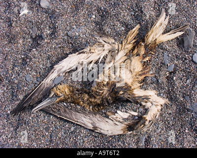 Ein toter und zersetzender Gannett mit Öl an seinen Federn wusch sich an einem Kieselstrand. South Devon, Großbritannien Stockfoto