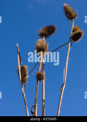 Getrocknete Teelöffel gegen einen blauen Winterhimmel. South Devon, Großbritannien Stockfoto