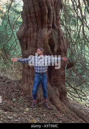 Mann mit ausgestreckten Armen vor 2000 Jahre alte Eibe (Taxus Baccata), des Druiden Hain, Norbury Park, Surrey, England Stockfoto