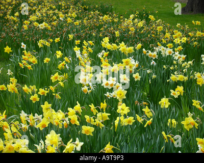 Frühling-Narzissen blühen im Greenwich Park London England UK Stockfoto