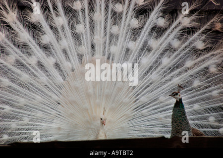 Weißen männlichen Pfau seine Federn anzeigen, um ein Weibchen anzulocken Stockfoto