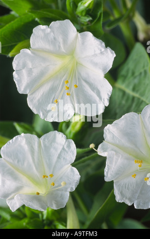 Mirabilis Jalapa. 04:00 Blume, Marvel von Peru. Stockfoto