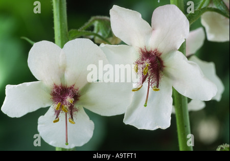 Verbascum Blattaria. Motte Königskerze. Stockfoto