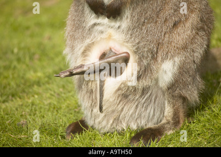 Junge Joey kopfüber in Mütter Beutel mit dem Rücken Beine heraus haften. Bennetts Wallaby (Macropus rufogriseus) Stockfoto