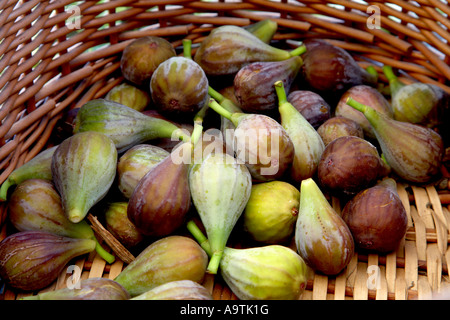 frisch gepflückte Feigen im Weidenkorb Stockfoto