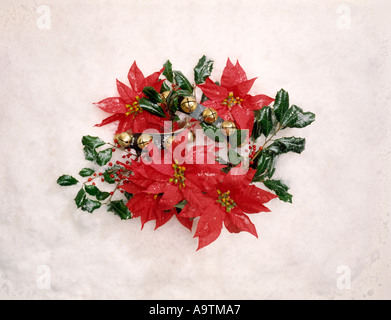 roten Weihnachtsstern Blume Evergreen auf Schnee weißen Hintergrund Dekoration Baum Textfreiraum Stockfoto