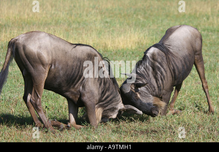 Bekämpfung der Gnus in der Ngorongoro Crater Stockfoto