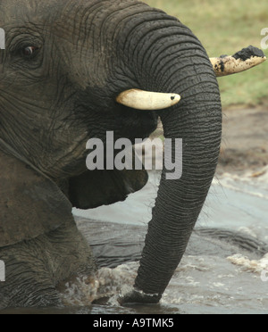 Prügel-Elefant mit einer Nahaufnahme Profil, Chobe Stockfoto