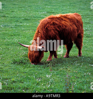 HIGHLAND KUH WEIDEN IN EINEM FELD Stockfoto