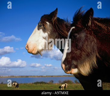 Pferde weiden auf den Sümpfen in der Nähe von Kent Higham Stockfoto