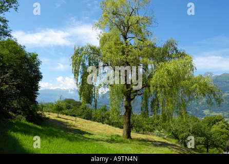 Eine weinende Weide in den fürstlichen Gärten von Schloss Vaduz, Liechtenstein LI Stockfoto