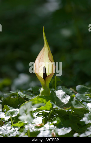 Lords und Ladies, Arum Maculatum, Aronstabgewächse (Aronstabgewächse) im schattigen Wald in Burnby Hall, Pocklington, East Yorkshire Stockfoto