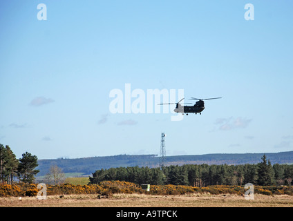 Boeing CH-47 Chinook fliegen bis zu RAF Kinloss, Moray, Schottland. Stockfoto