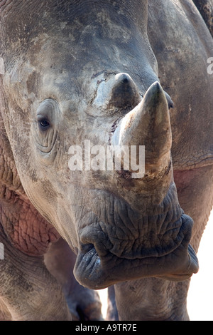 Schuss in den Kopf des weißen rhino Stockfoto