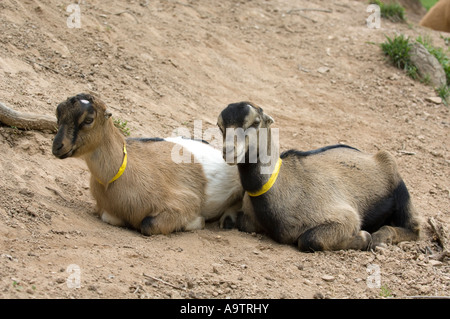 Zwei junge LaMancha Ziegen liegend zusammen ein Männchen ein Weibchen Stockfoto