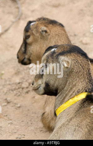 Zwei junge LaMancha Ziegen liegend zusammen ein Männchen ein Weibchen Stockfoto