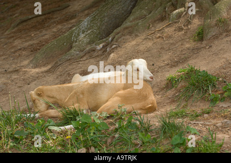 Zwei Lamancha Ziegen zusammen liegend Stockfoto