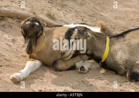 Zwei junge weibliche LaMancha Ziegen zusammen liegend Stockfoto