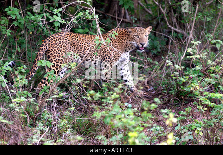Ein Leopard in den Dschungel im Yala National Park auf der südöstlichen Küste von Sri Lanka Stockfoto