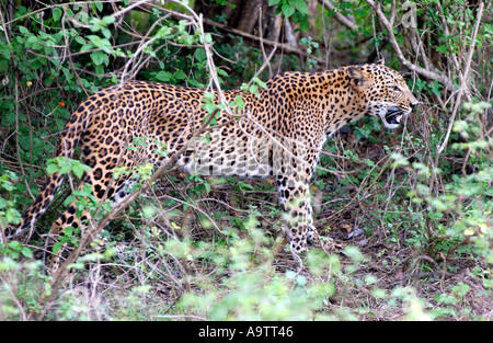 Ein Leopard in den Dschungel im Yala National Park auf der südöstlichen Küste von Sri Lanka Stockfoto