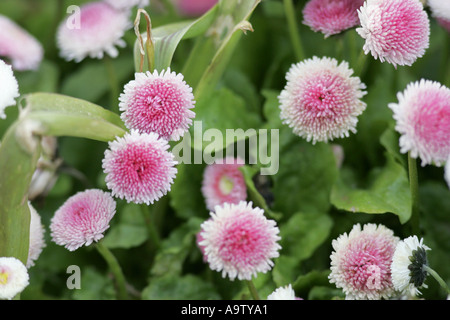 Bellis Perennis AGM Pomponette verdoppeln Daisy County Antrim-Nordirland Stockfoto